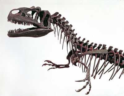 Pré-história: o esqueleto do dinossauro Allosaurus fragilis. Período do Jurássico Superior. Museo civico di storia naturale, Milão de Prehistoric Prehistoric