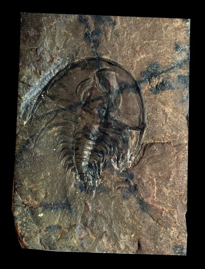 Pré-história: trilobite Olenellus fóssil (artrópode). Idade do Paleozóico, período do Cambriano. Encontrado em Utah, Estados Unidos. de Prehistoric Prehistoric
