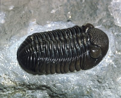 Pré-história: trilobite Phacops Rana fossil (artrópode). Idade do Paleozóico, período do Devoniano. Encontrado em Ohio, Estados Unidos. de Prehistoric Prehistoric