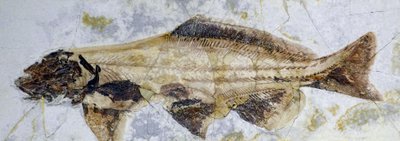 Pegada fóssil de esturjão, Cretáceo Inferior (objeto) de Prehistoric Prehistoric