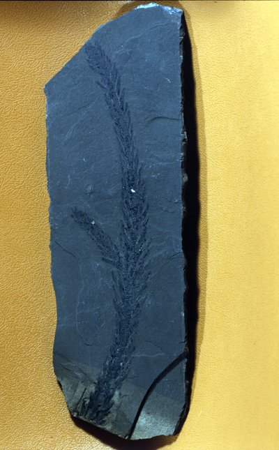 pré-história: Glyptolepsis keuperiana, conífera fóssil do período triássico superior, era mesozóica. de Prehistoric Prehistoric