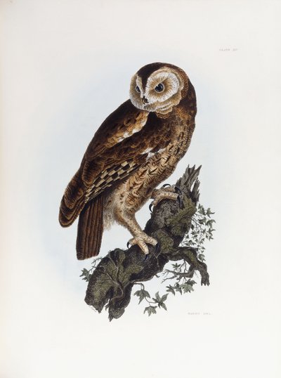 Tawny Owl, 1841 de Prideaux John Selby