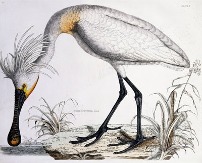 Colhereiro Branco, 1834 de Prideaux John Selby