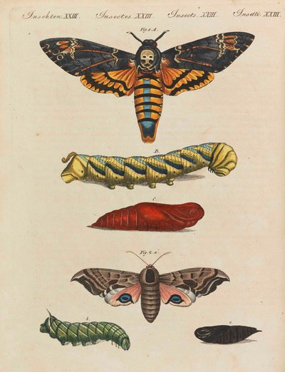Livro infantil Enciclopédia infantil por Friedrich Johann Justin Bertuch, 1798-1830. de Pupils of the Weimar Princely Free