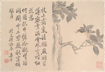 Árvore de Cássia (folha de álbum; tinta e cor sobre papel) de Qing Dynasty Chinese School