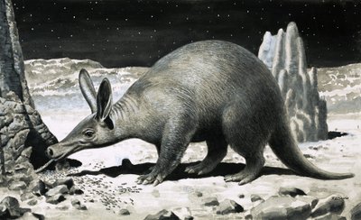 Aardvark de R.B. Davis