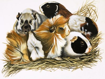 Todos os tipos de porquinhos-da-índia de R.B. Davis