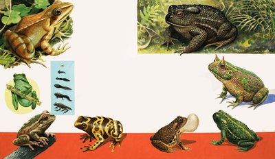 Todos os tipos de rãs e sapos de R.B. Davis