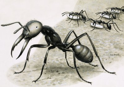 Formigas de R.B. Davis