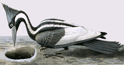 Pica-pau-bico-de-marfim de R.B. Davis