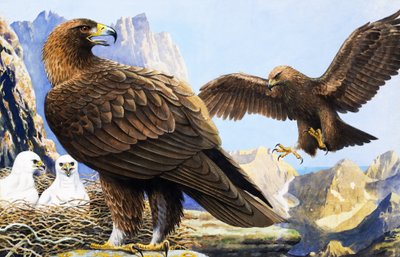Rei dos Pássaros, de "Nature Wonderland" (País das Maravilhas da Natureza) de R.B. Davis