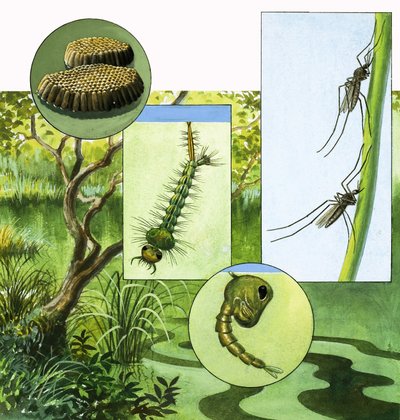 Ciclo de vida do mosquito de R.B. Davis