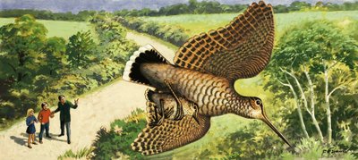 Observar a natureza: A galinhola de R.B. Davis