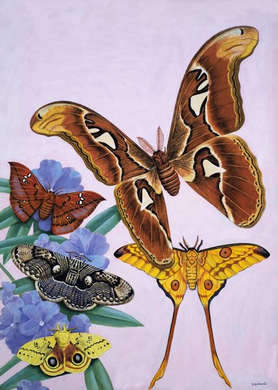 Traças de R.B. Davis