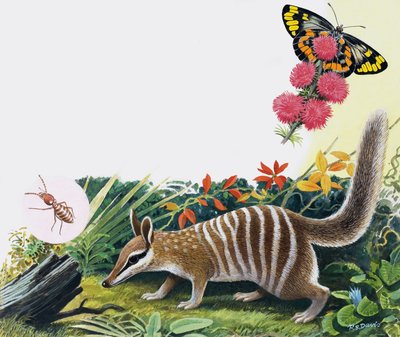 Numbat de R.B. Davis