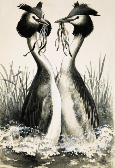 O mergulhão-de-crista de R.B. Davis