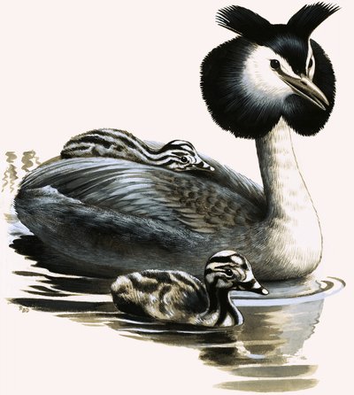 O mergulhão-de-crista de R.B. Davis