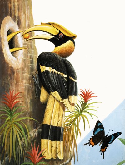 O Hornbill de R.B. Davis