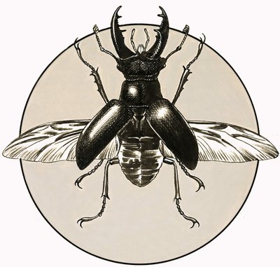 O escaravelho de R.B. Davis