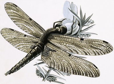 A libélula de R.B. Davis