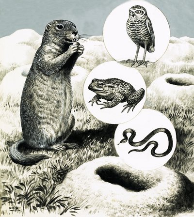 As elaboradas tocas do cão-da-pradaria de R.B. Davis