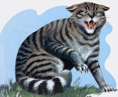 Gato selvagem, de "Treasure" (Tesouro) de R.B. Davis