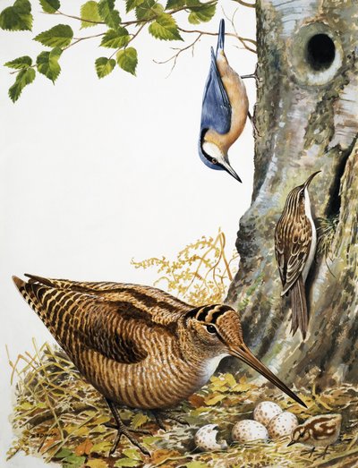 Aves da floresta de R.B. Davis
