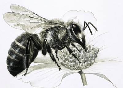 Abelha operária a recolher o néctar da flor de R.B. Davis