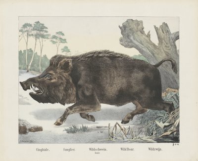cinghiale. / Sanglier. / javali selvagem. / maça. / Javali selvagem. / Vinho Selvagem (título no objeto) de R. Schulz