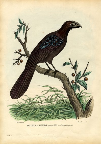 Nem 1863-79 de Raimundo Petraroja
