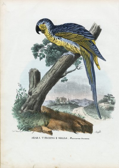 Arara Azul-e-Amarela, 1863-79 de Raimundo Petraroja