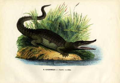 Caiman, 1863-79 de Raimundo Petraroja