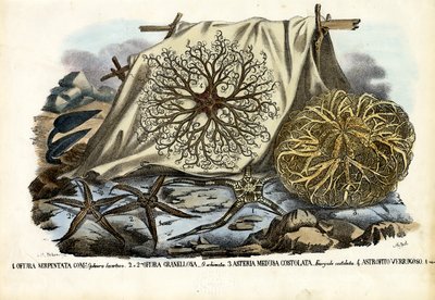 Cabeça de Gorgon de Raimundo Petraroja