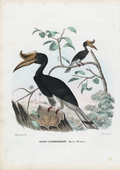 Grande Calau, 1863-79 de Raimundo Petraroja