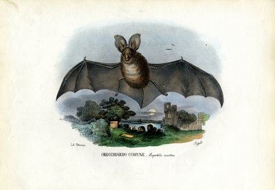 Bastão Longo-Orelhudo Cinzento, 1863-79 de Raimundo Petraroja