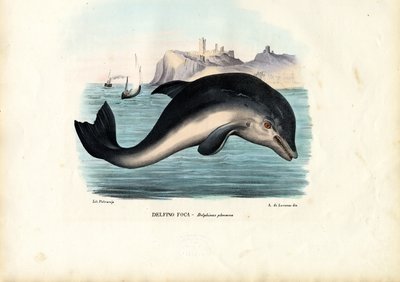 Porpoise do porto, 1863-79 de Raimundo Petraroja