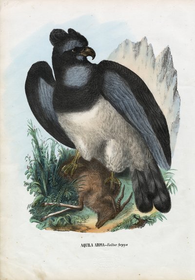 Harpia, 1863-79 de Raimundo Petraroja