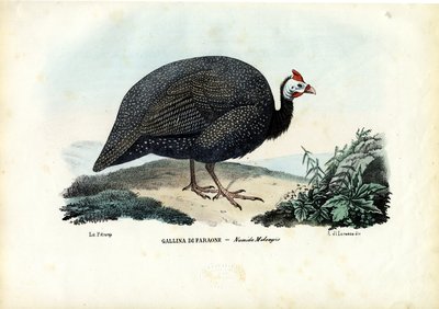 Guineafowl com capacete, 1863-79 de Raimundo Petraroja