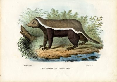 Texugo de mel, 1863-79 de Raimundo Petraroja