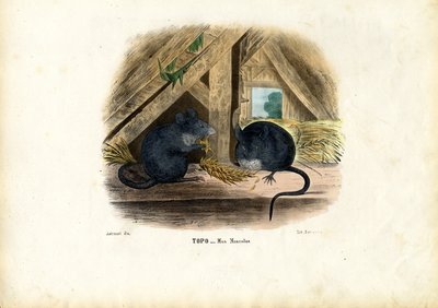 Rato de Casa, 1863-79 de Raimundo Petraroja
