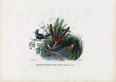 Beija-flores, 1863-79 de Raimundo Petraroja