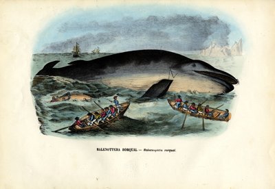 Baleia jubarte, 1863-79 de Raimundo Petraroja