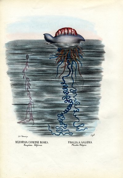 Água-viva, 1863-79 de Raimundo Petraroja
