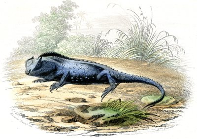 La head fourchue (Lyriocephalus margaritaceus) - Chapa extraída de Histoire Naturelle de Bernard Germain de Lacepede (1856-1925), edição P.Furme, Paris de Raimundo Petraroja
