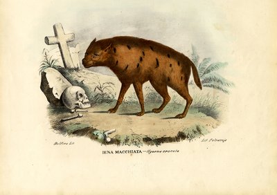 Rindo hiena, 1863-79 de Raimundo Petraroja