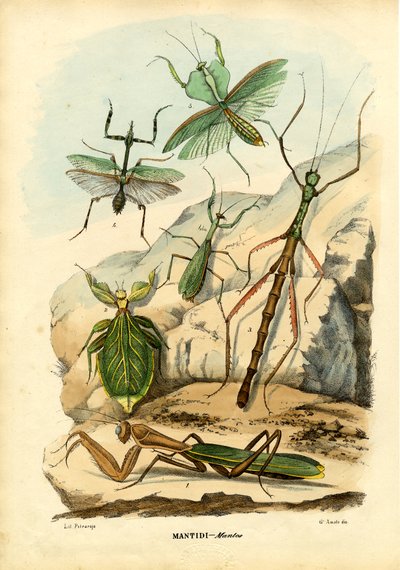 Inseto Folha, 1863-79 de Raimundo Petraroja