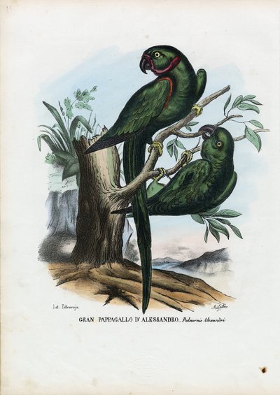 Parekeet de anéis de rosa, 1863-79 de Raimundo Petraroja