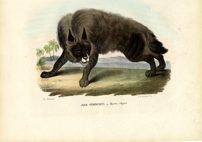 Hiena Listrada, 1863-79 de Raimundo Petraroja