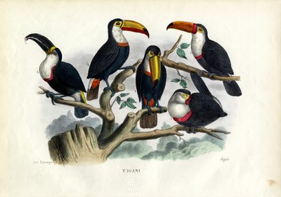Tucans, 1863-79 de Raimundo Petraroja