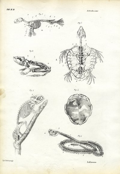 Tartaruga, 1863-79 de Raimundo Petraroja